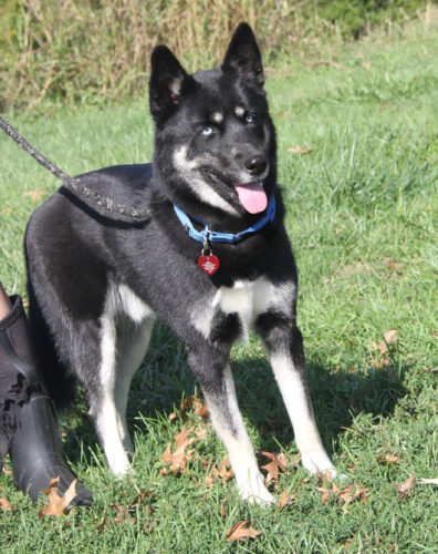 Adopt-a-pet: Wolf